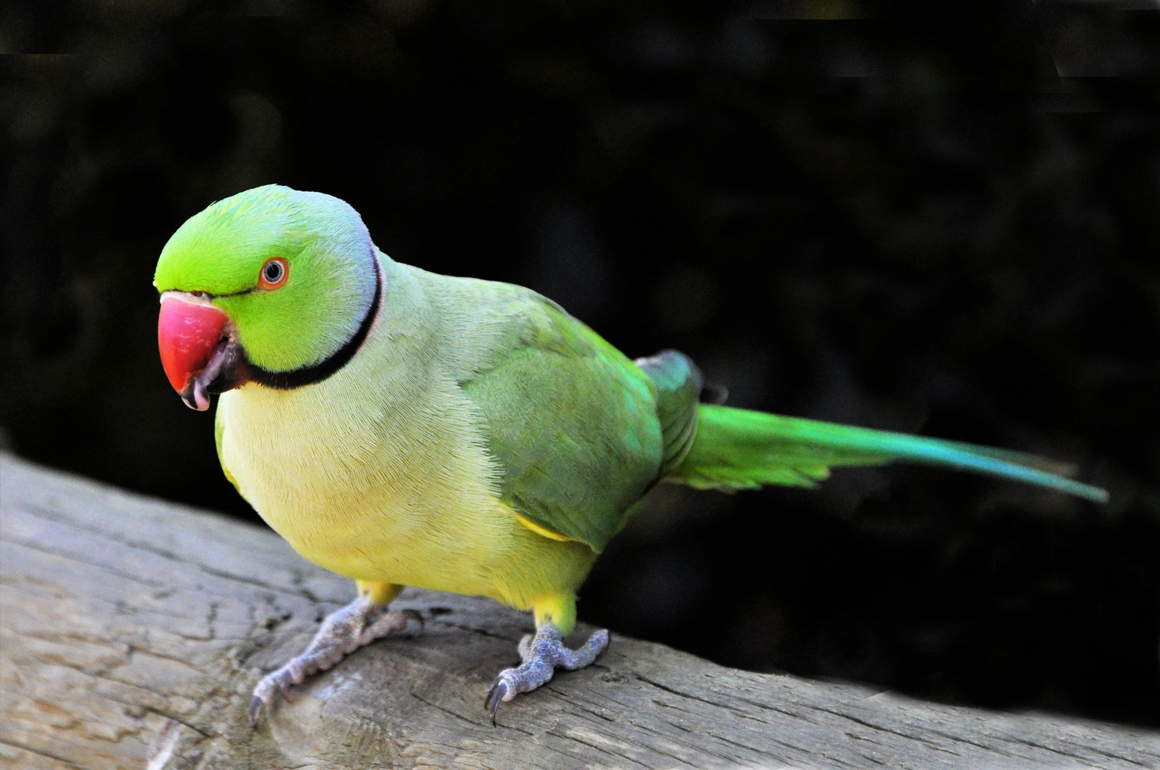 Parakeet