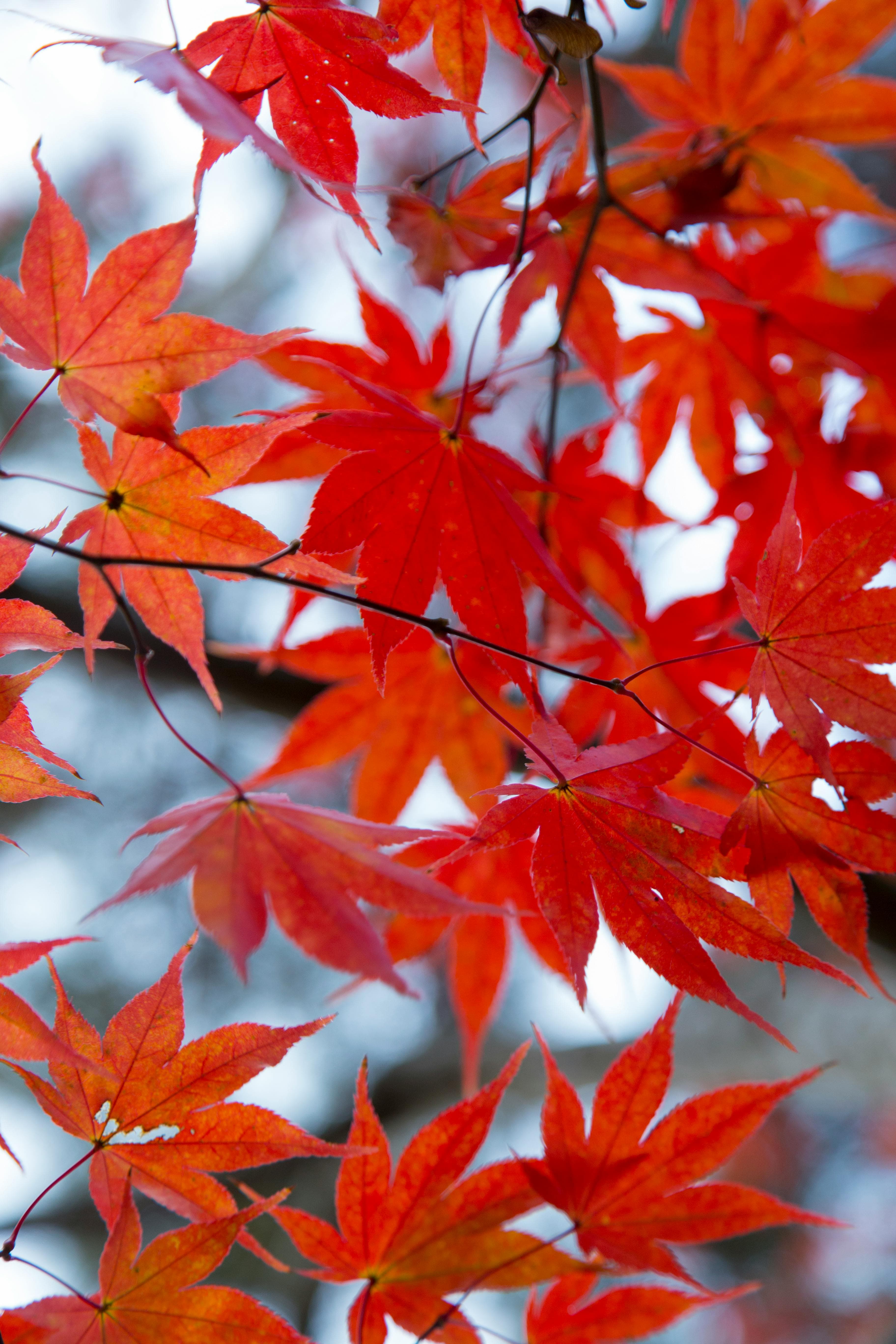 Maple Leaves