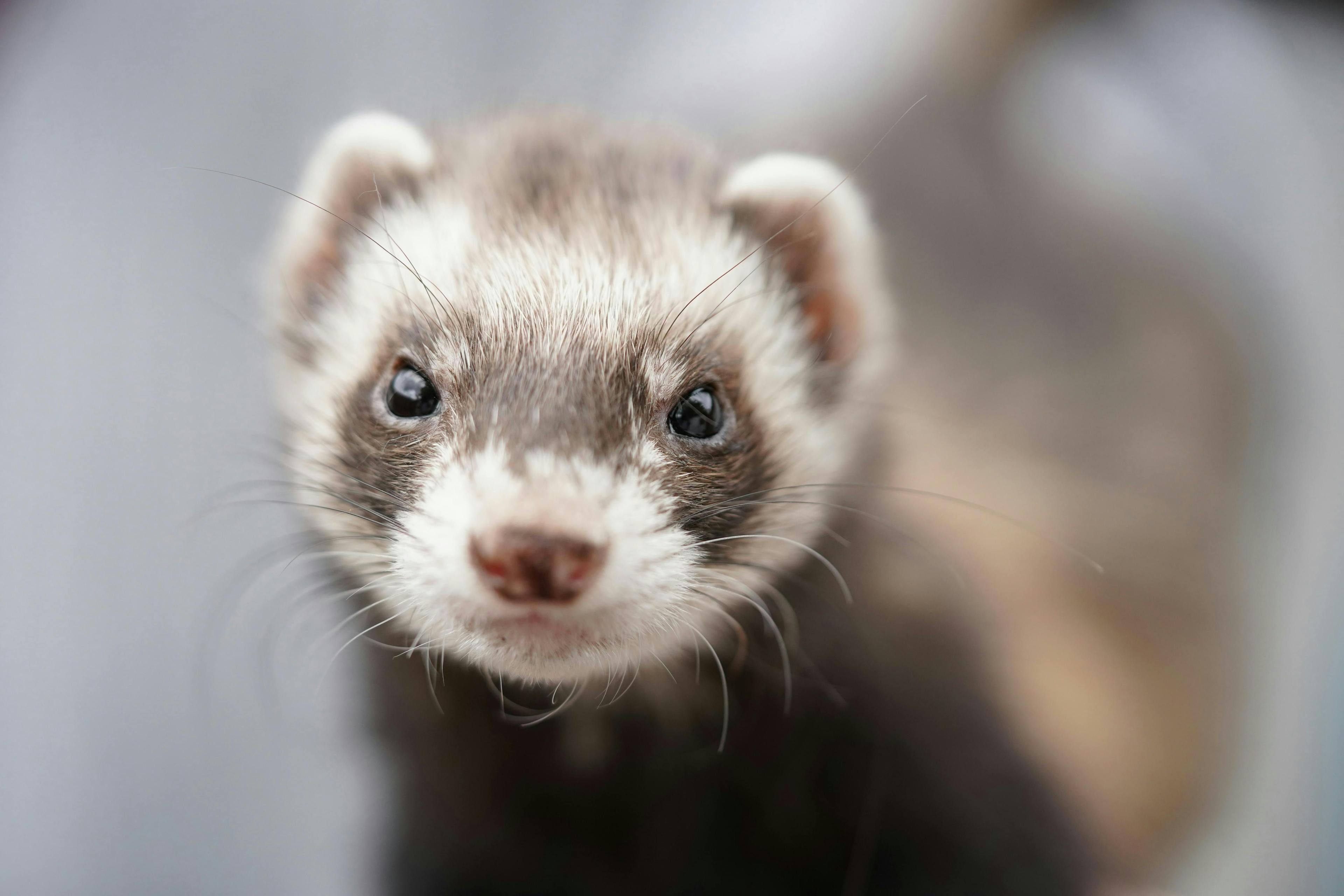 Ferret