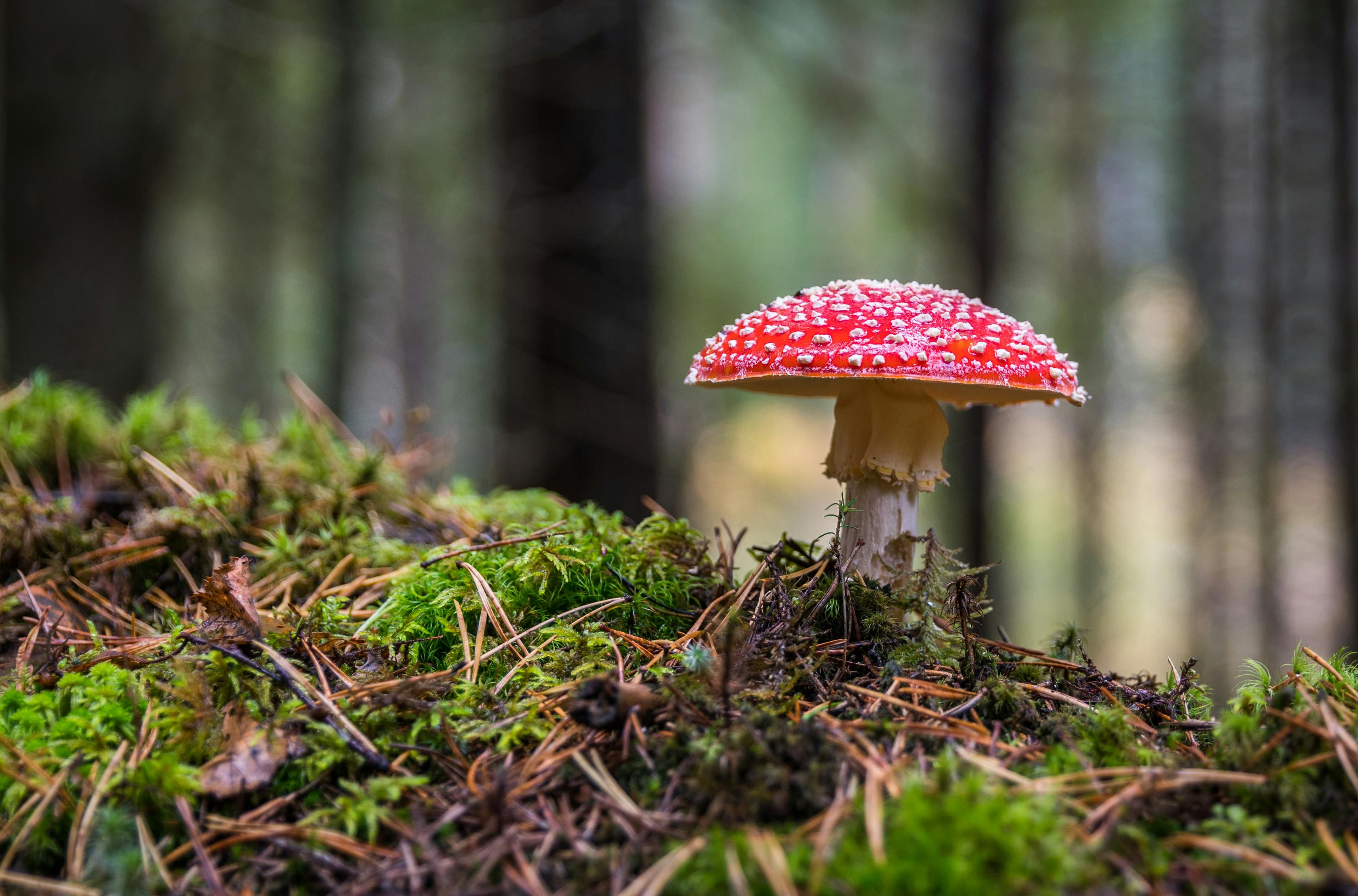 Amanita