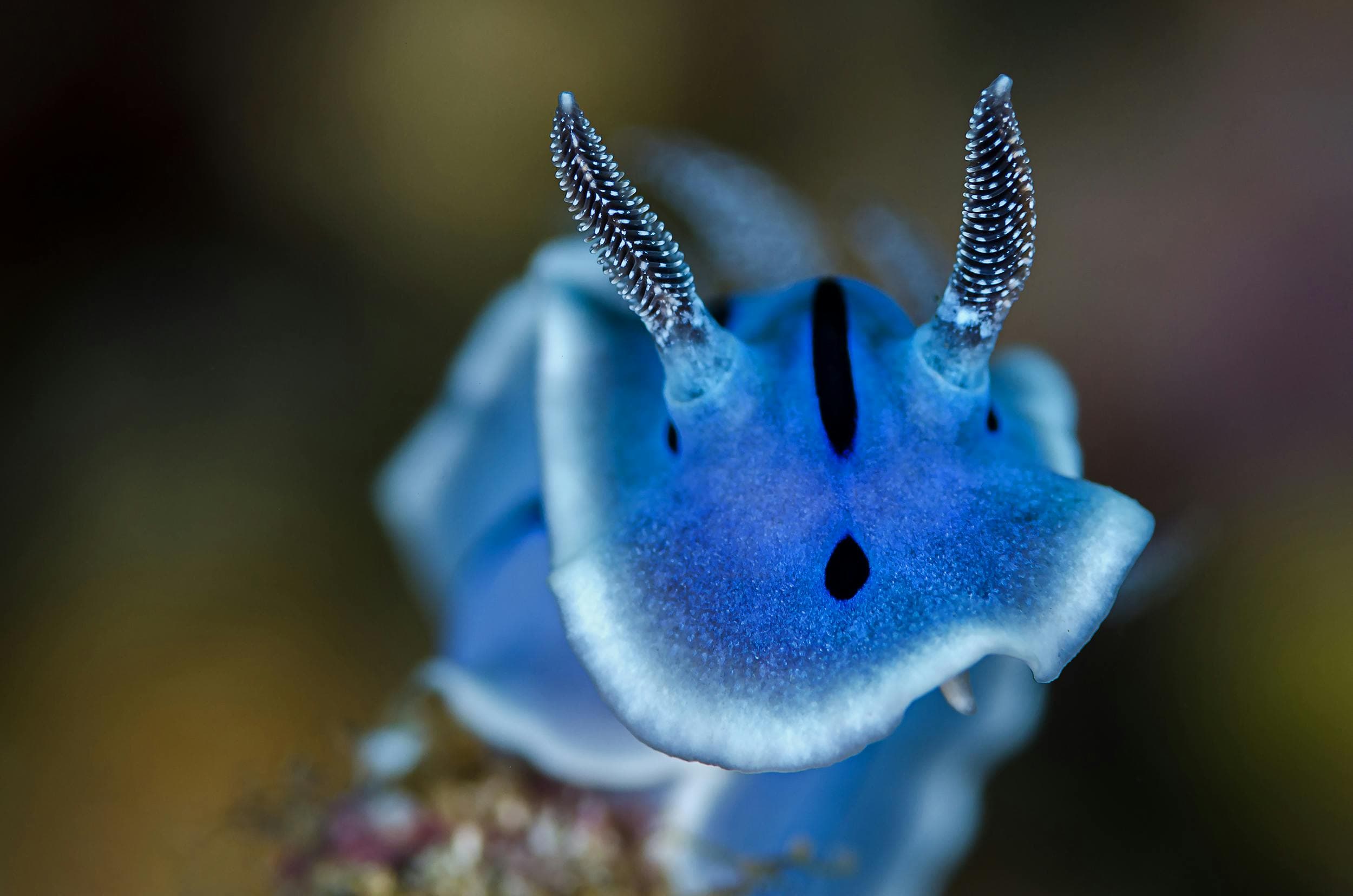 Nudibranch