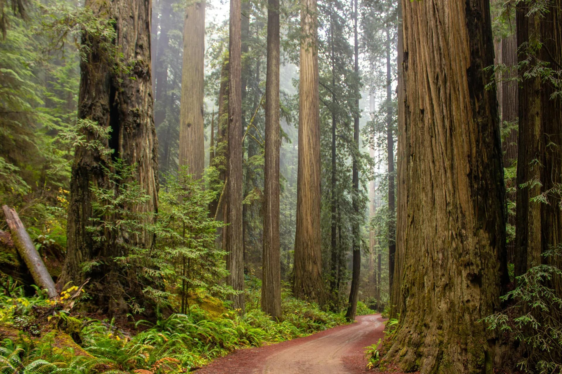 Redwood Trees