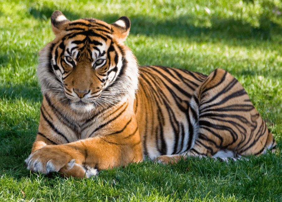 Mr. Tiger