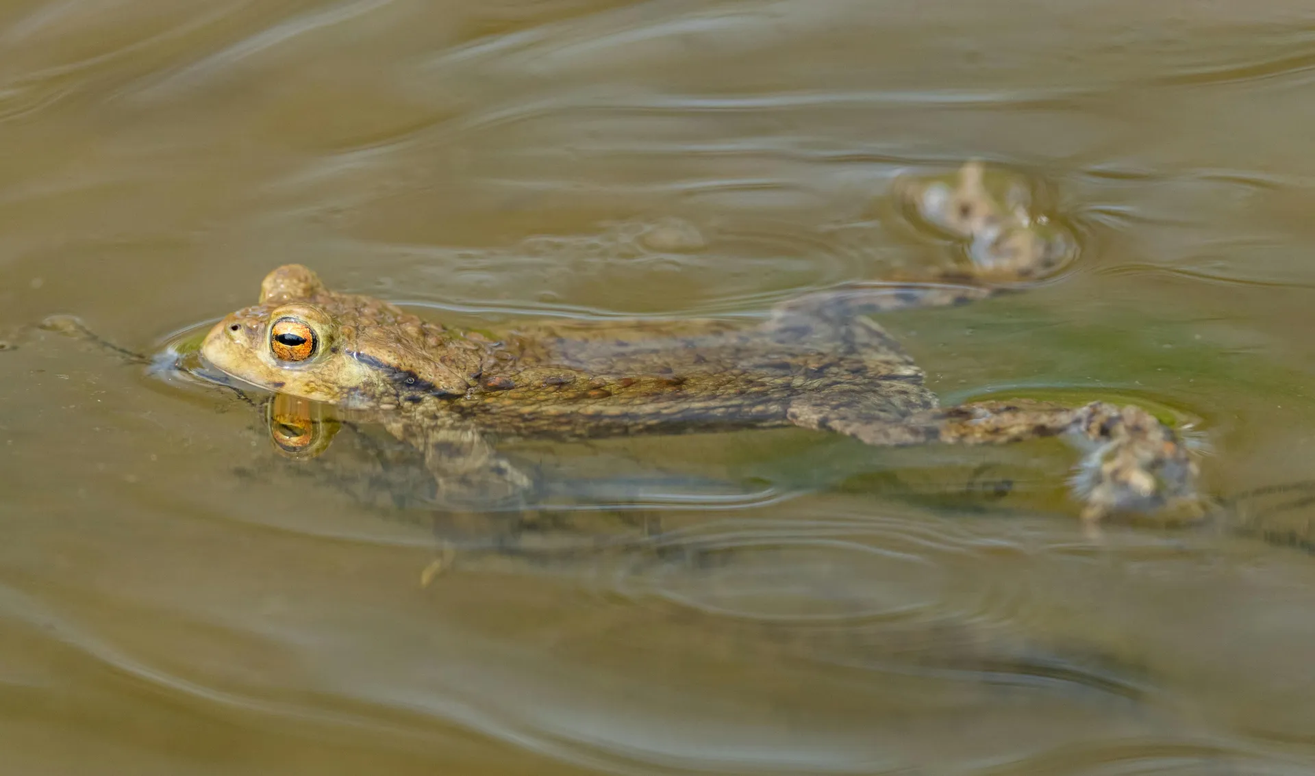 Toad